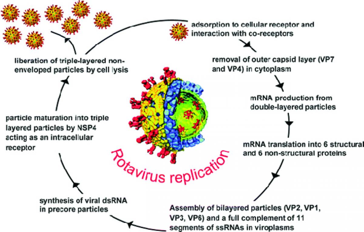 What is Rotavirus infection?